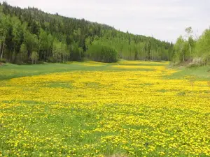 Moore's Meadow Nature Park