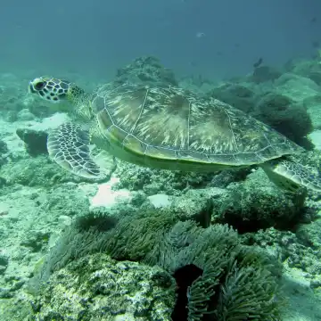 Các khách sạn gần ScubaCaribe