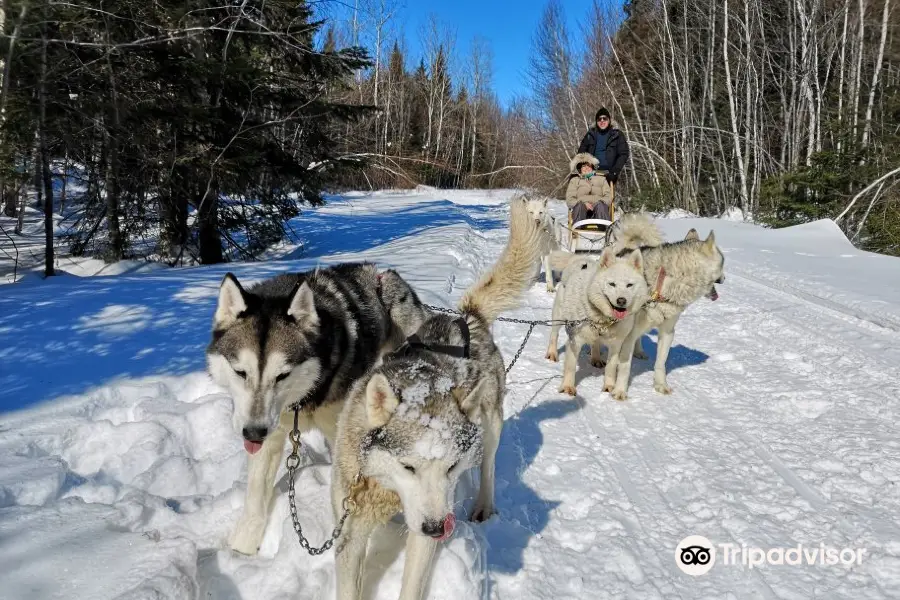 Expedition Mi-Loup Dog Sledding