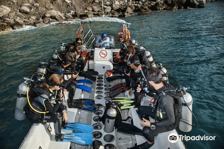 인기 관광지 Octopus Dive Center [2024년 업데이트] 트립닷컴