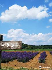 Sakura Lavender Land