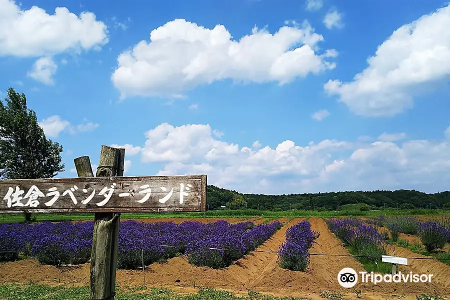 Sakura Lavender Land