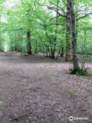 Ham Street Woods National Nature Reserve