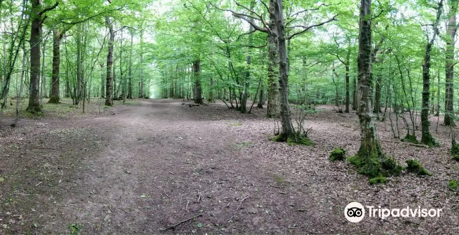 Ham Street Woods National Nature Reserve