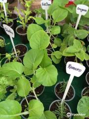 Aguadilla Farmers' Market