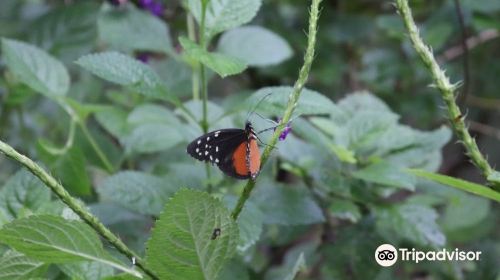 Mariposario Metropolitano