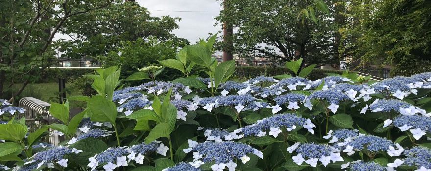 Seya Hongou Park