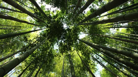 Le Jardin Les Bambous du Mandarin
