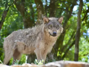Animal Park of Gramat