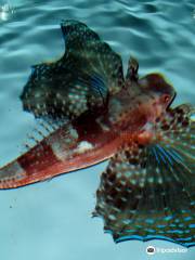 Aquarium Cabrera