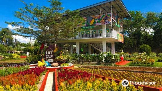 Girasoles Farm Candelaria (Angel’s Sunflower Field)