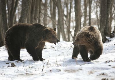 Κέντρο Προστασίας Αρκούδας - Bear Conservation Area