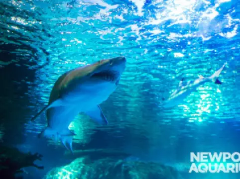 Newport Aquarium