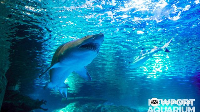 Newport Aquarium