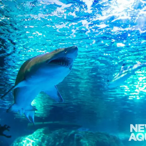 Newport Aquarium