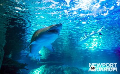 Newport Aquarium