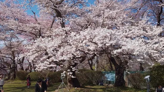 水沢公園