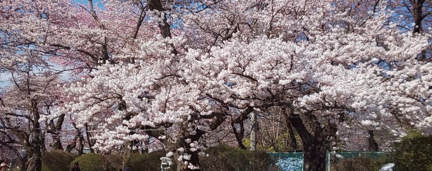Mizusawa Park