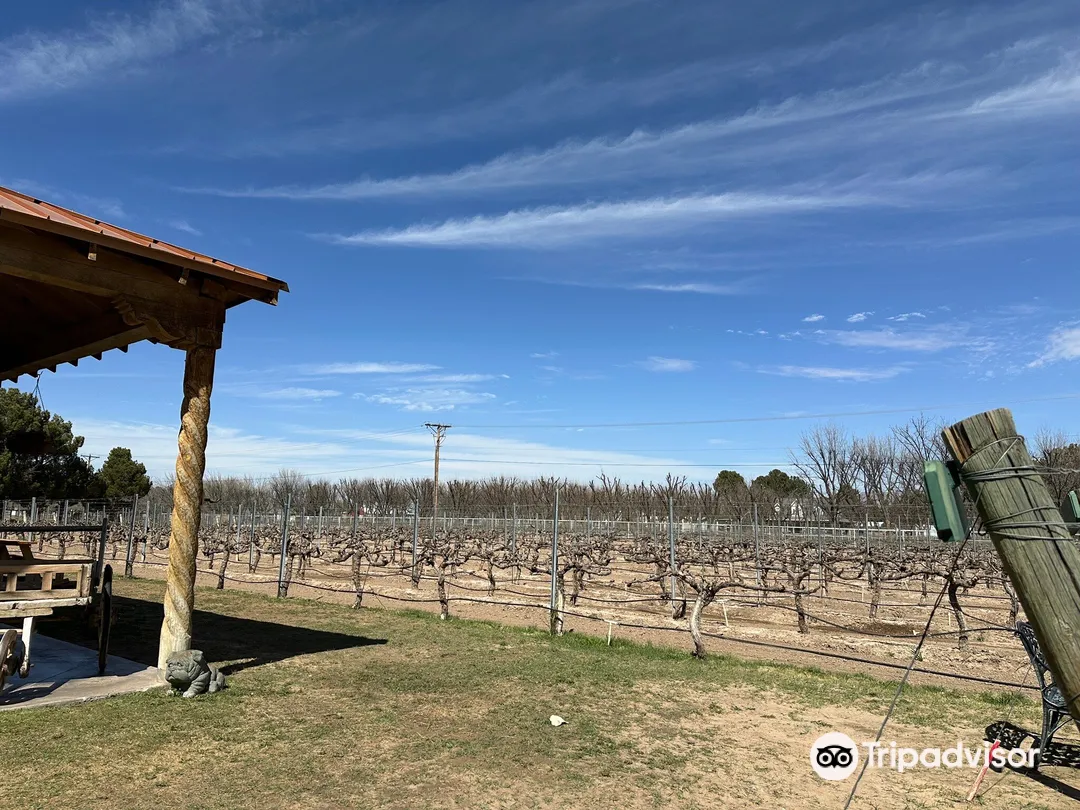 4_Zin Valle Vineyards