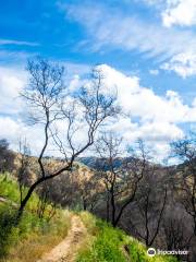 Stebbins Cold Canyon Reserve