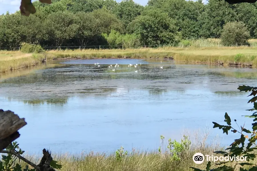 Reserve Naturelle des Pres Sales d'Ares et de Lege