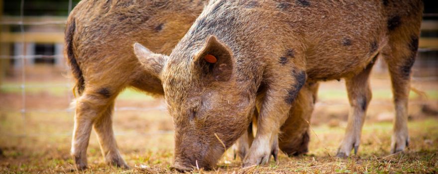 Kew Little Pigs