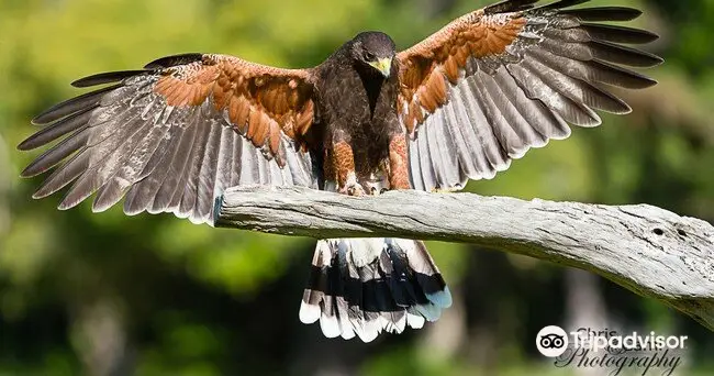 The Avian Conservation Center & Center for Birds of Prey