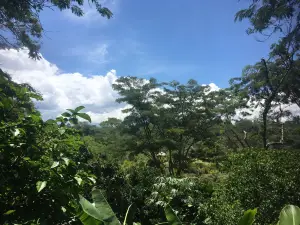 Goroka Natural Habitat