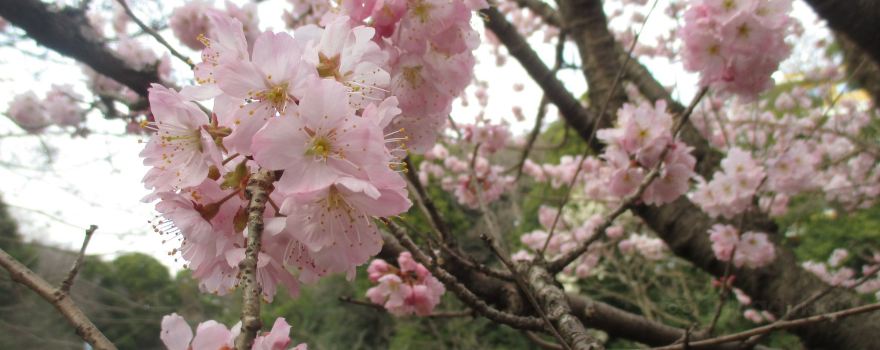 Shiroyama Park