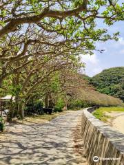 Shodon Row of Indian Coral Trees