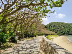 Shodon Row of Indian Coral Trees