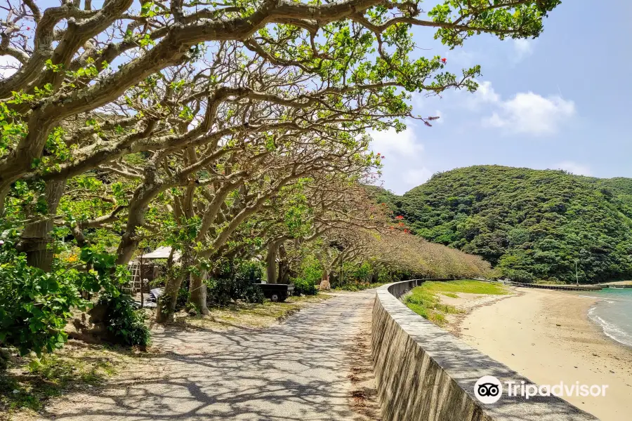 Shodon Row of Indian Coral Trees