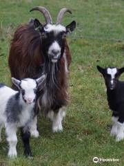 Kinderboerderij Minnebeek