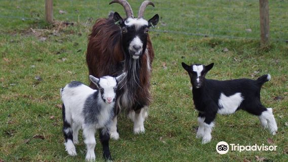Kinderboerderij Minnebeek