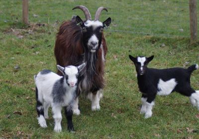 Kinderboerderij Minnebeek