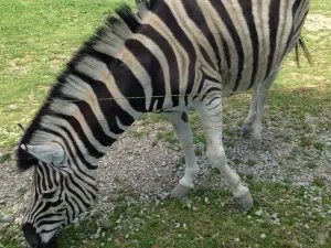 Greenview Aviaries Park and Zoo