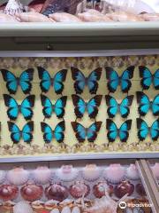 Ayr Nature Display