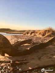 St Cyrus Beach