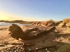 St Cyrus Beach