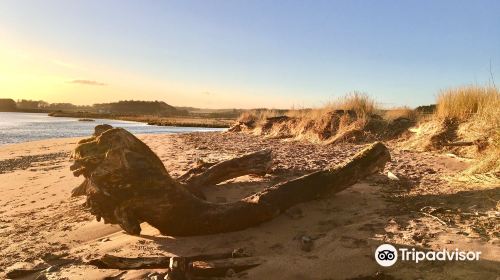 St Cyrus Beach