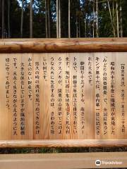 Kamiyatsu Great Camphor Tree