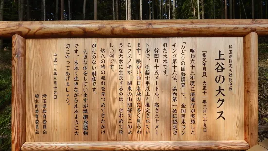 Kamiyatsu Great Camphor Tree