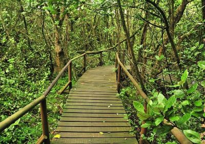 Fray Jorge National Park