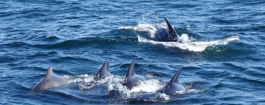 Laki Tours Whale Watching - Olafsvik