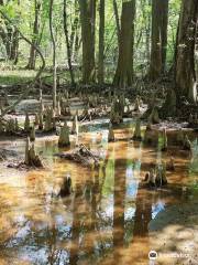 Battle Creek Cypress Swamp Sanctuary