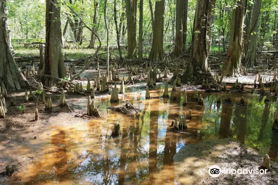 Battle Creek Cypress Swamp Sanctuary