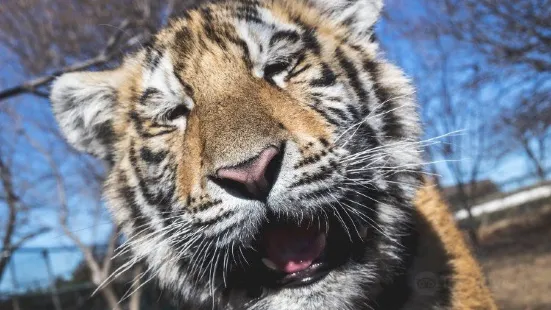 Jungle Cat World Wildlife Park