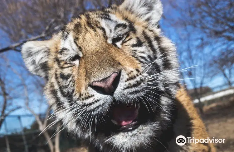 ジャングル・キャット・ワールド・ワイルドライフ・パーク