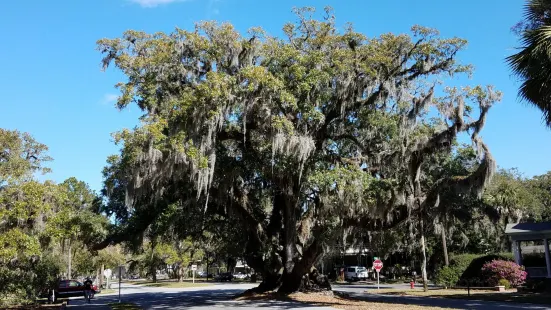 Lover's Oak