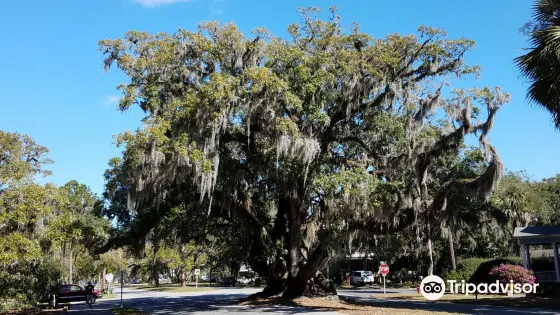 Lover's Oak